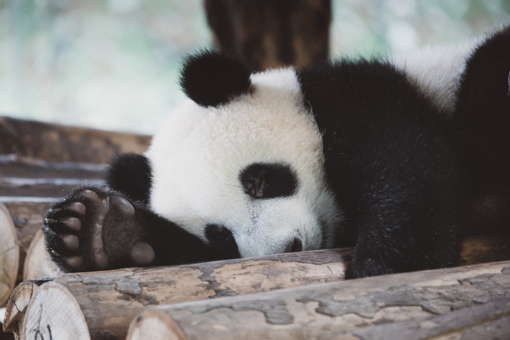 Pandabär tagsüber auf braunem Ast