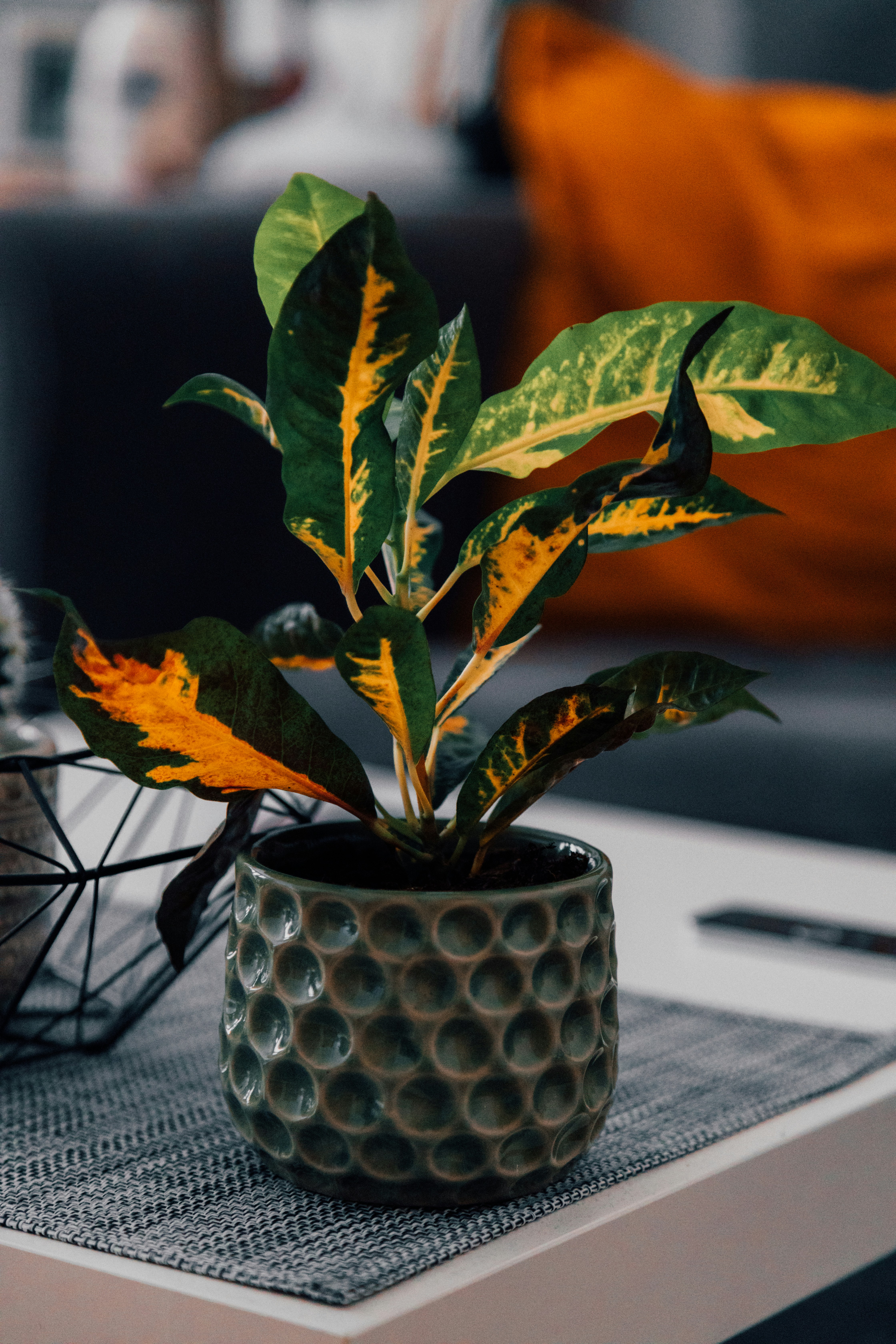 白いセラミック ポットの緑の植物の写真 Unsplashで見つける葉の無料写真