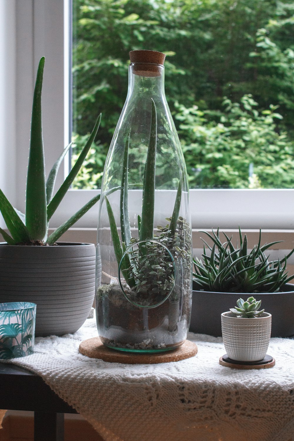 green plant in clear glass vase