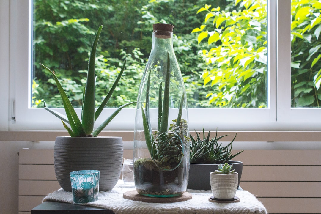 green plant in clear glass bottle