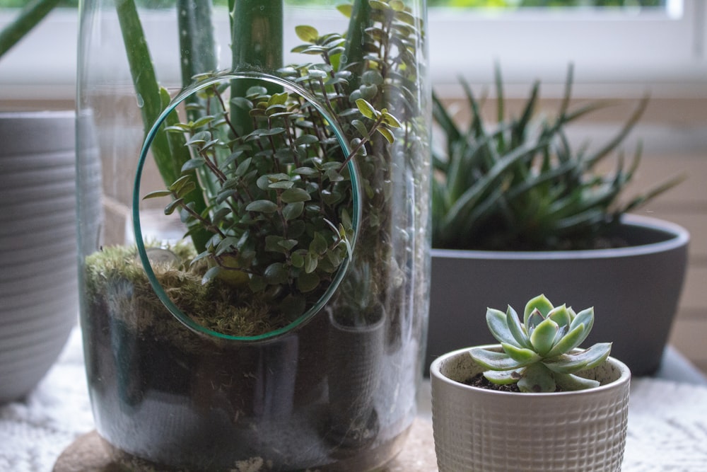 透明なガラス瓶に入った緑の植物