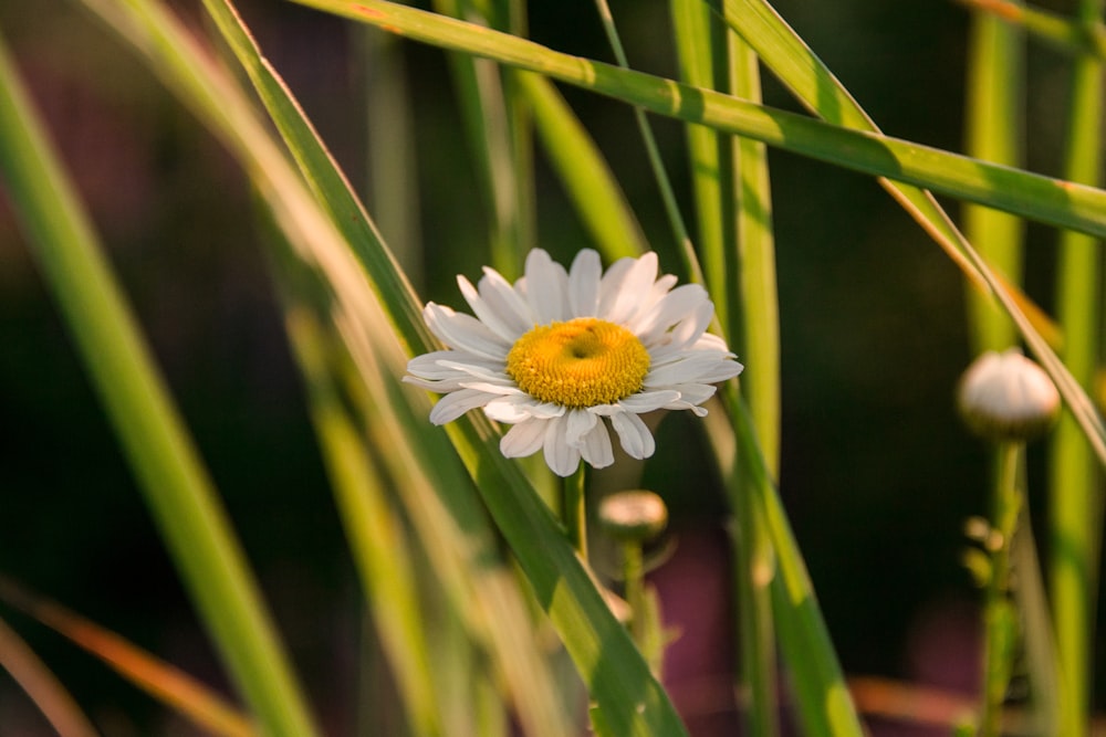 white and yellow daisy in bloom during daytime