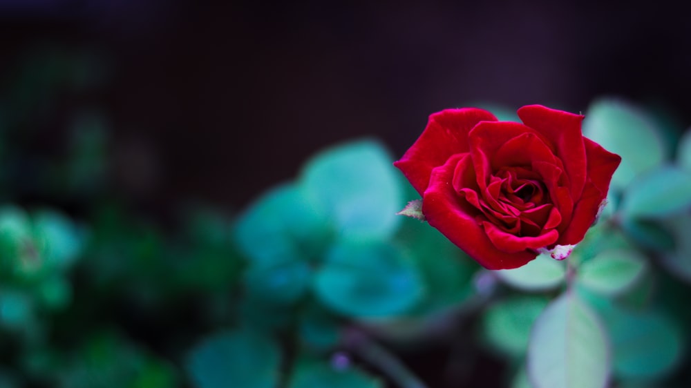 red rose in bloom during daytime