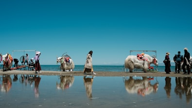 woman riding white horse on beach during daytime