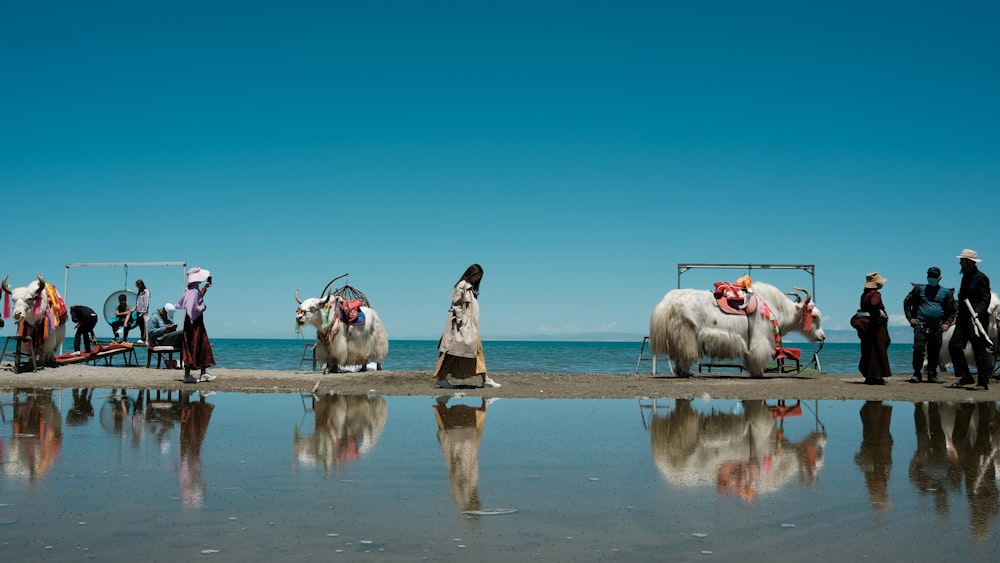 Frau reitet tagsüber weißes Pferd am Strand