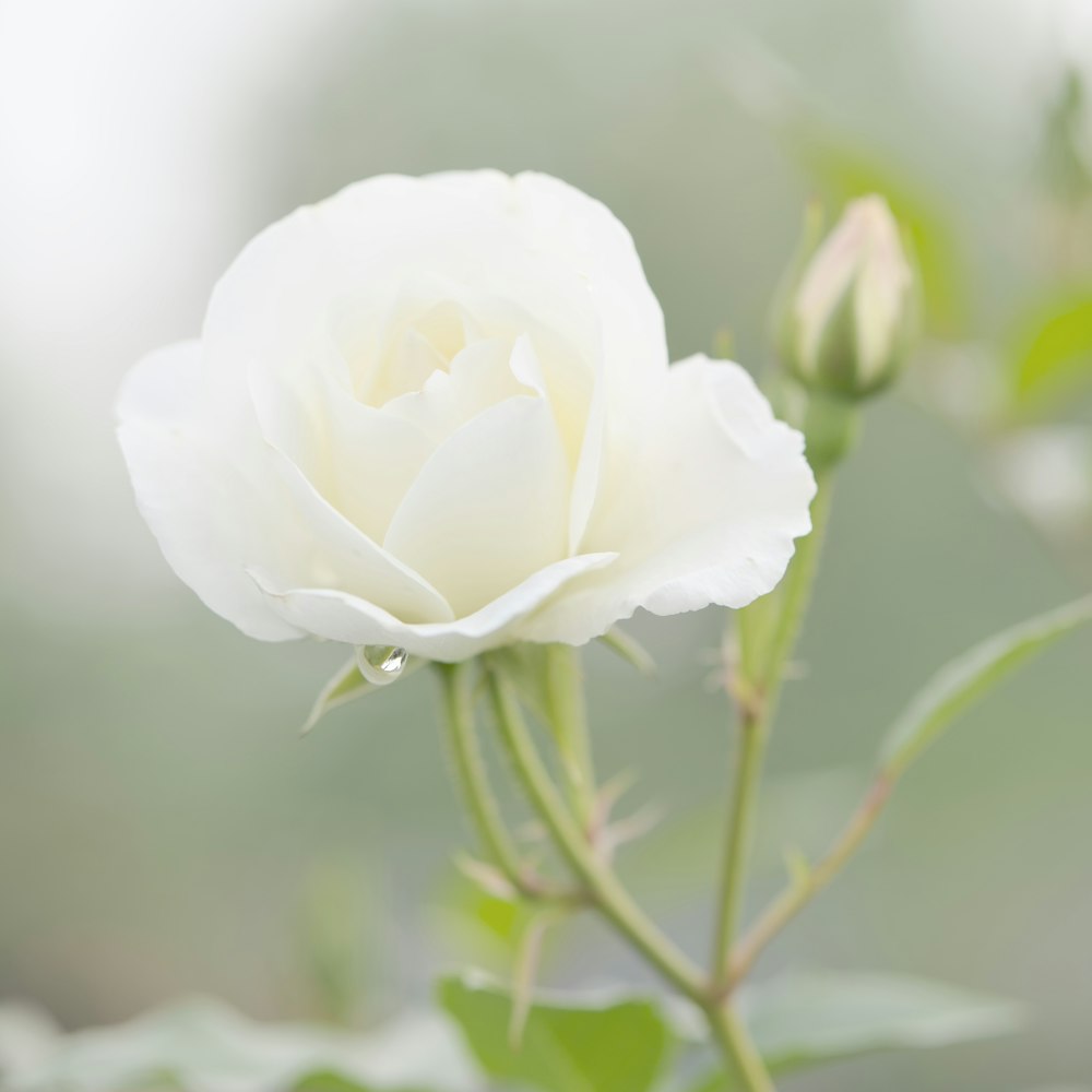 white rose in bloom during daytime