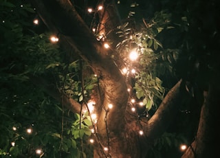 green leaves with yellow string lights
