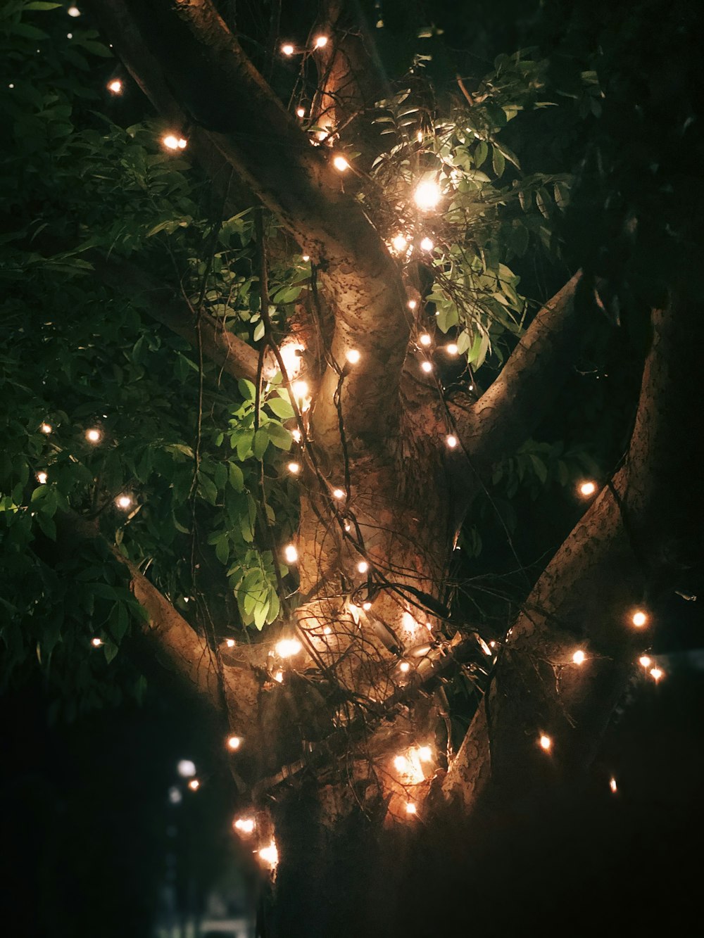 green leaves with yellow string lights