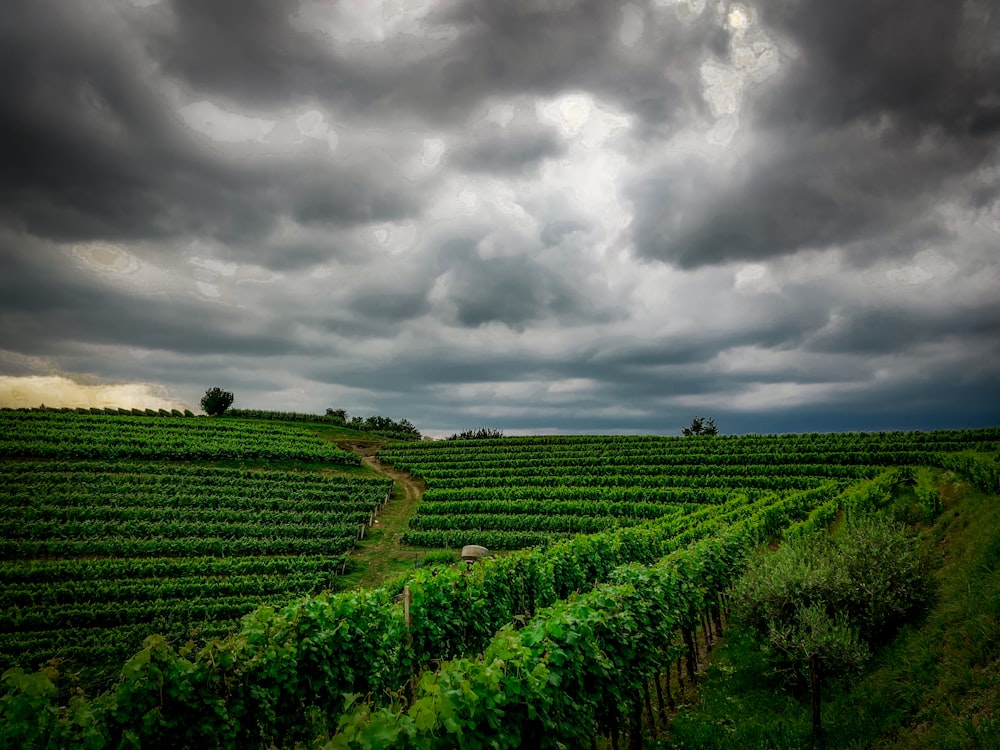 green grass field under cloudy sky during daytime