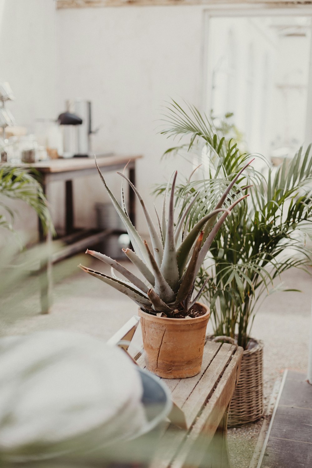 green snake plant on brown clay pot