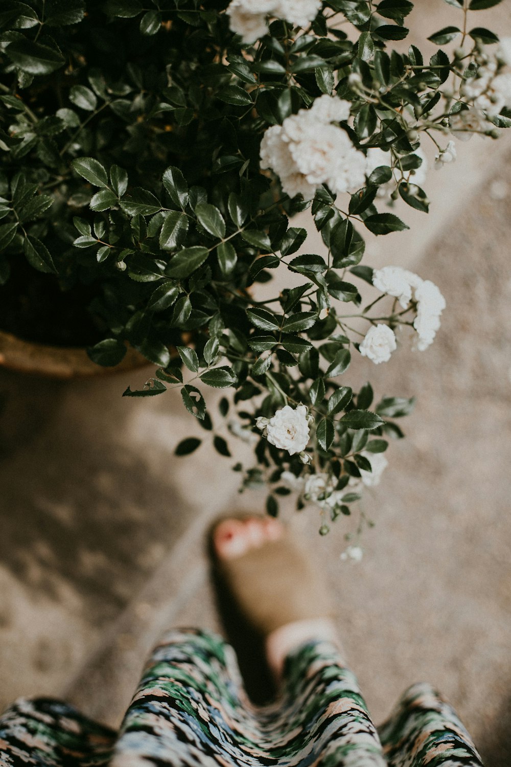 person standing near white flowers