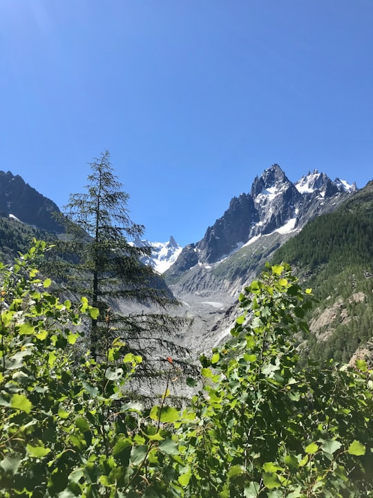 green trees near mountain under blue sky during daytime in Mer de Glace France