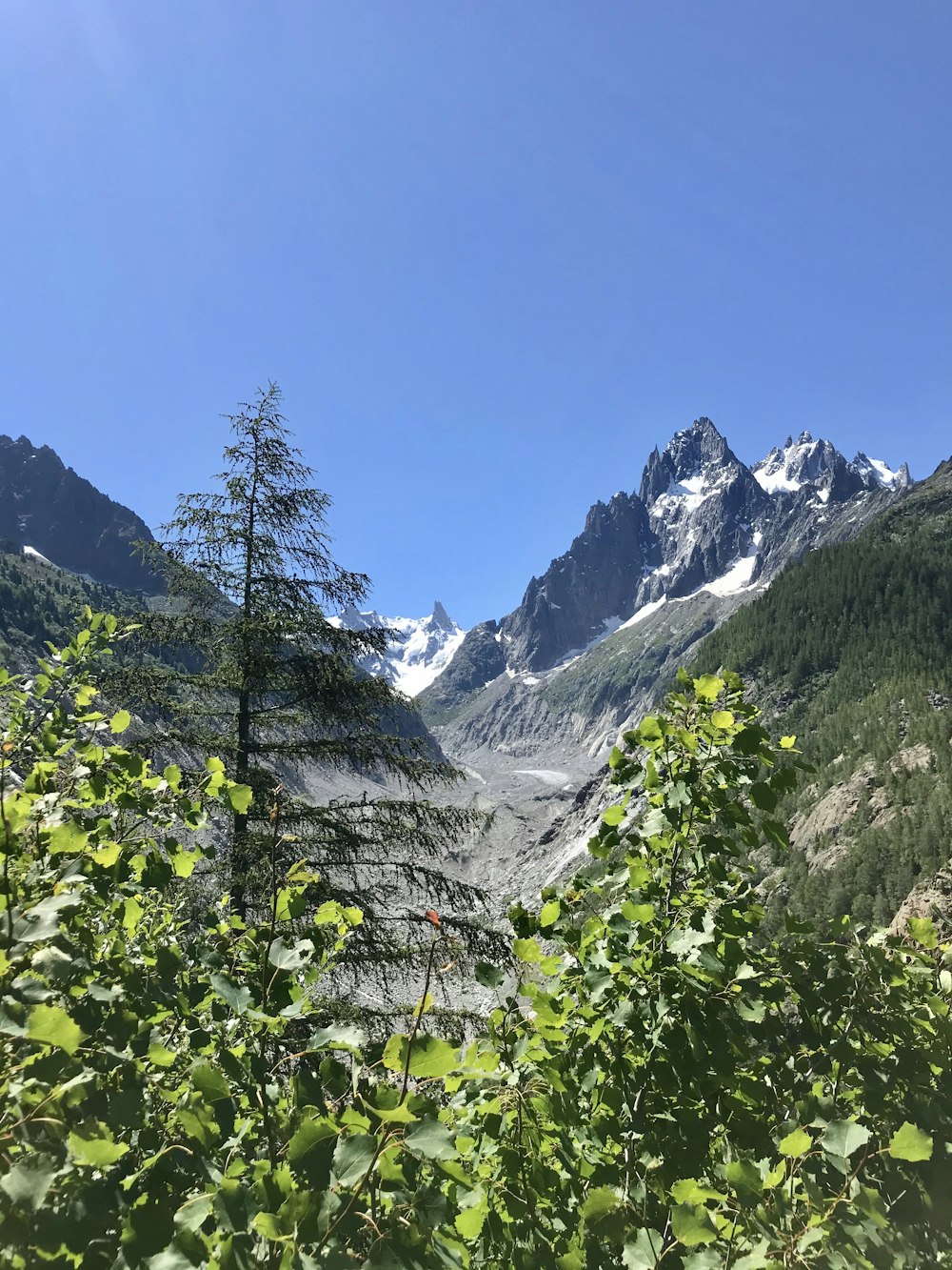 Grüne Bäume in der Nähe von Bergen unter blauem Himmel tagsüber