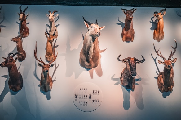 Taxidermy animal heads are mounted on a wall, organized in a grid pattern. Various antelope and deer species are displayed, each with distinct antlers. A soft, warm light casts shadows, adding depth to the presentation. A small, round information plaque is visible at the bottom.