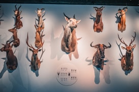 Taxidermy animal heads are mounted on a wall, organized in a grid pattern. Various antelope and deer species are displayed, each with distinct antlers. A soft, warm light casts shadows, adding depth to the presentation. A small, round information plaque is visible at the bottom.