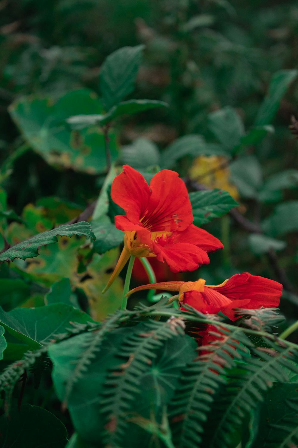 red flower in tilt shift lens