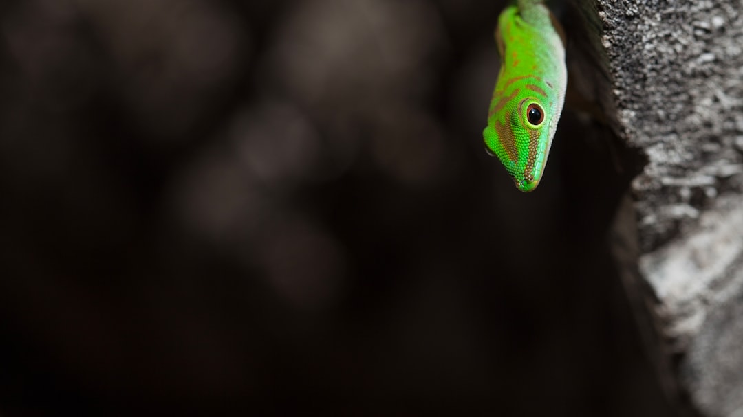 green and black lizard in close up photography