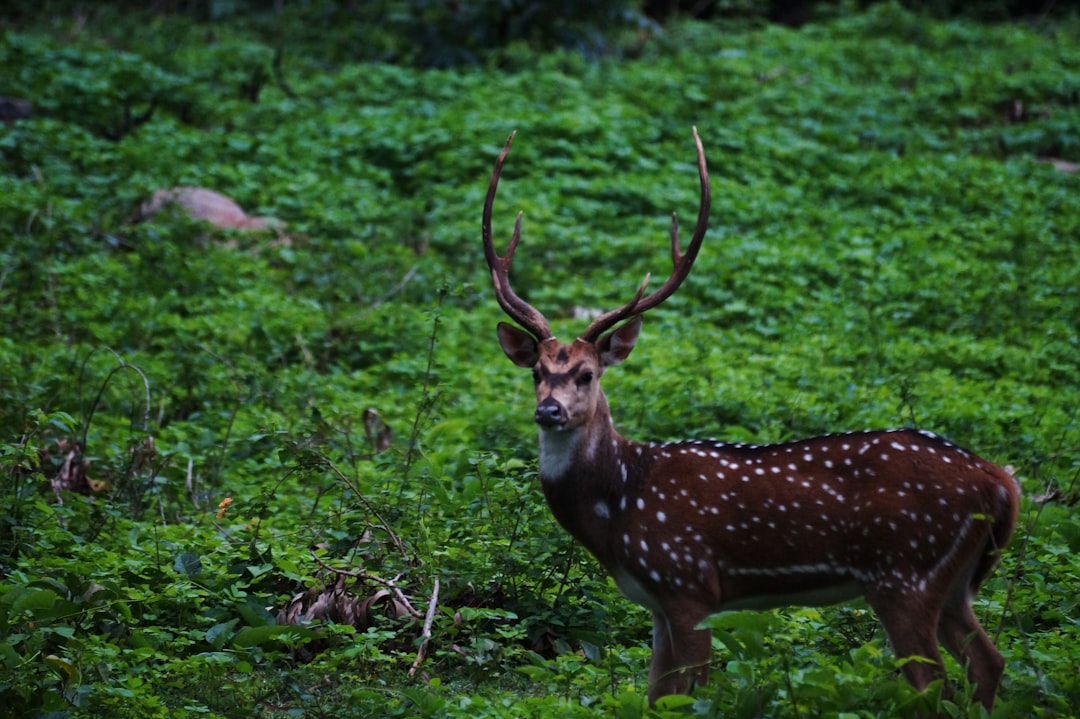 Wildlife photo spot B.R.Hills Karnataka
