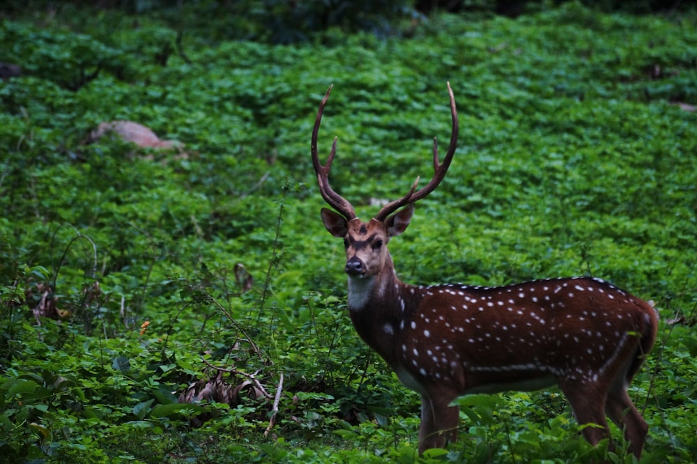 brown deer on green grass during daytime