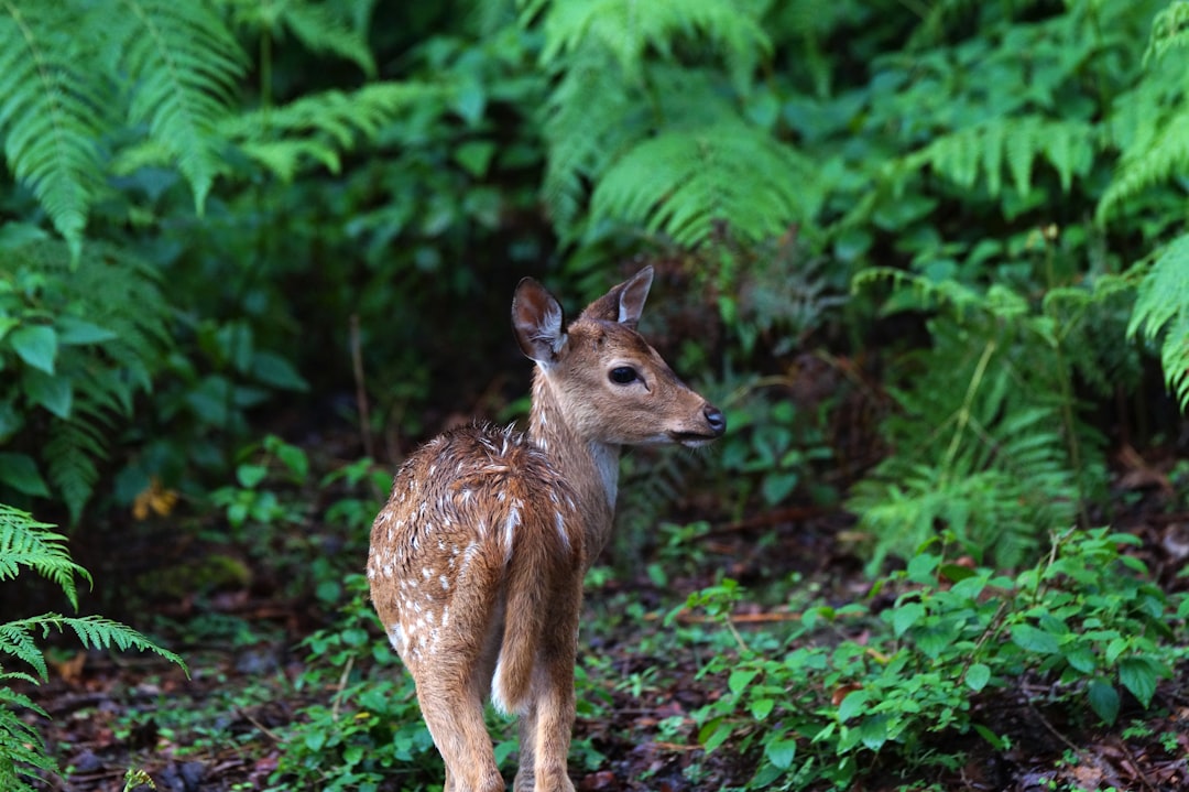 Jungle photo spot B.R.Hills India