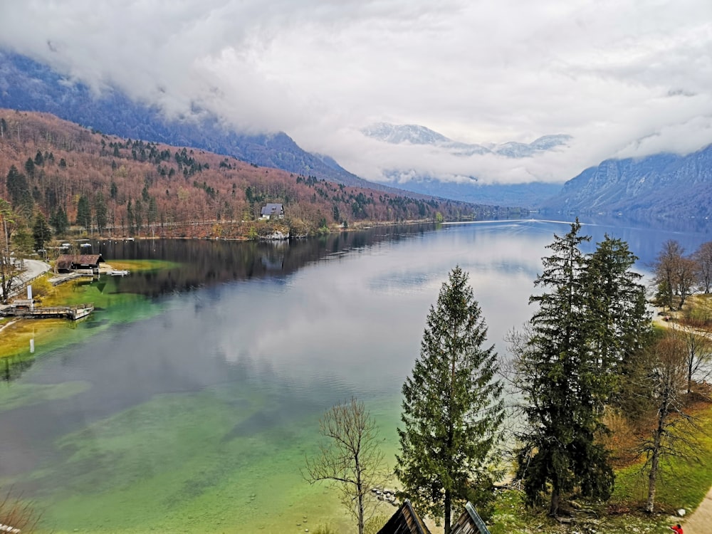 green pine trees near lake during daytime