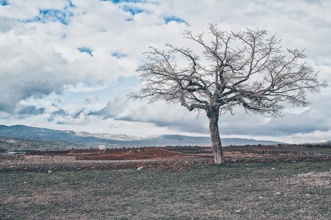 leafless tree on brown field under white clouds and blue sky during daytime