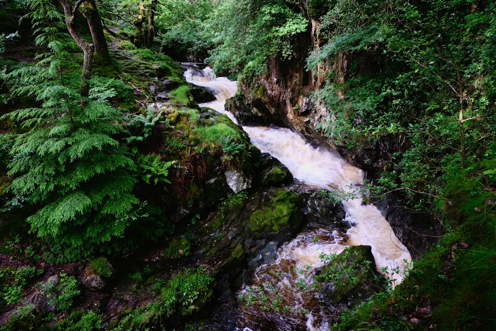 river in the middle of green moss covered rocks