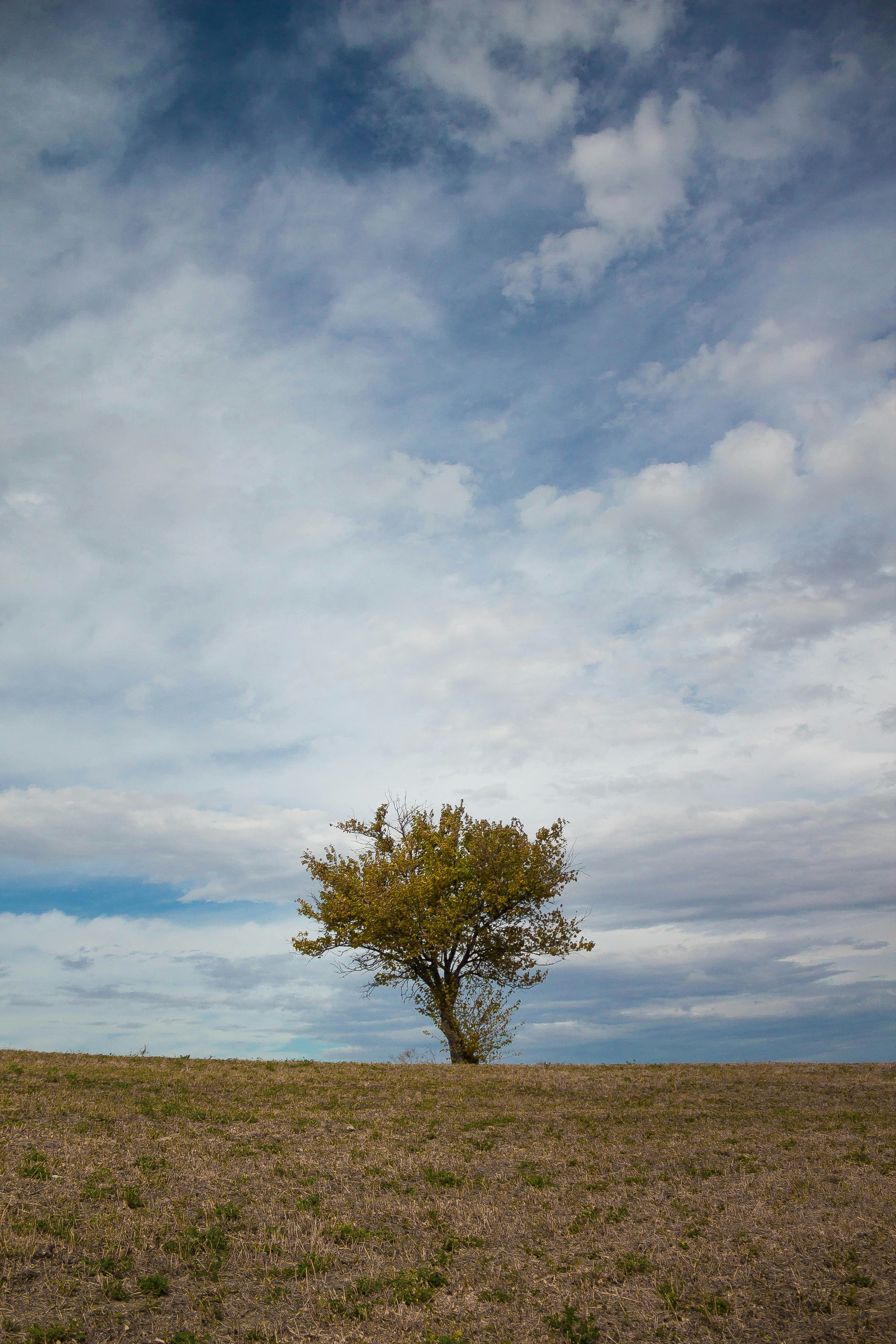 green tree on brown field under white clouds and blue sky during daytime