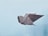An origami bird made from textured paper appears to be mid-flight against a soft blue background. The paper has a grayish hue, and the folds are clean and precise, creating the form of a bird with wings extended.