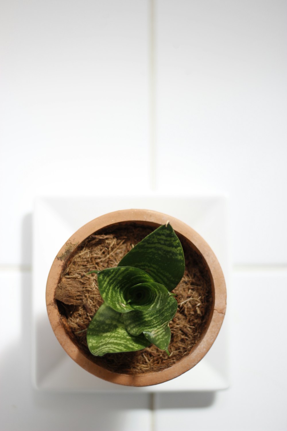 green plant on brown clay pot