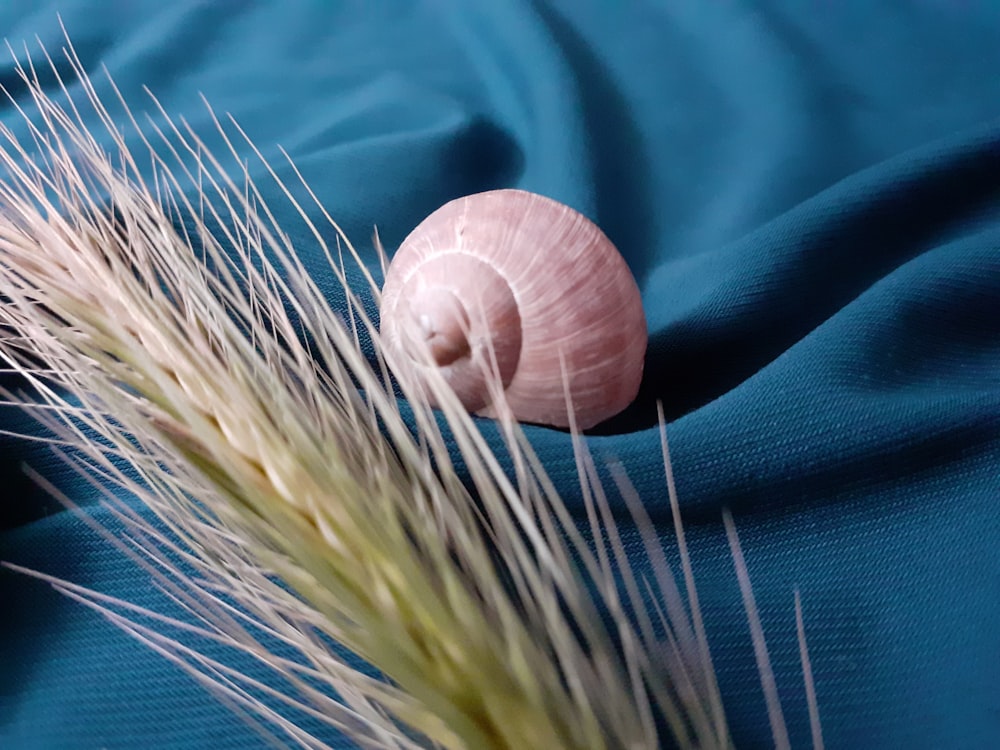 brown snail on blue textile