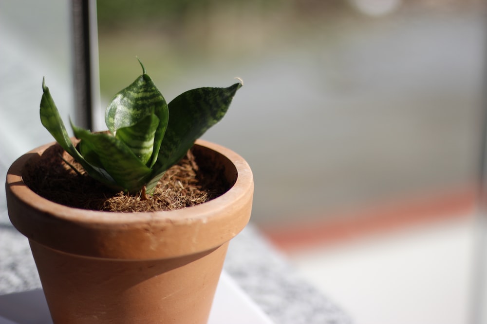 green plant in brown clay pot