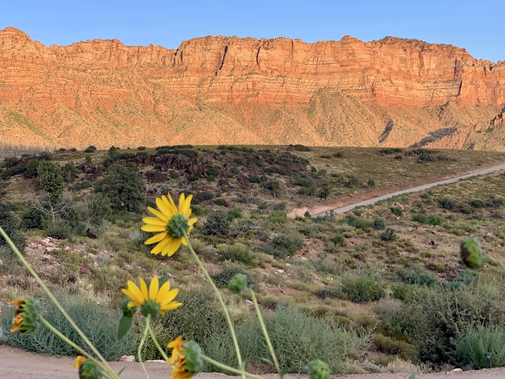 yellow flower near brown rock formation during daytime