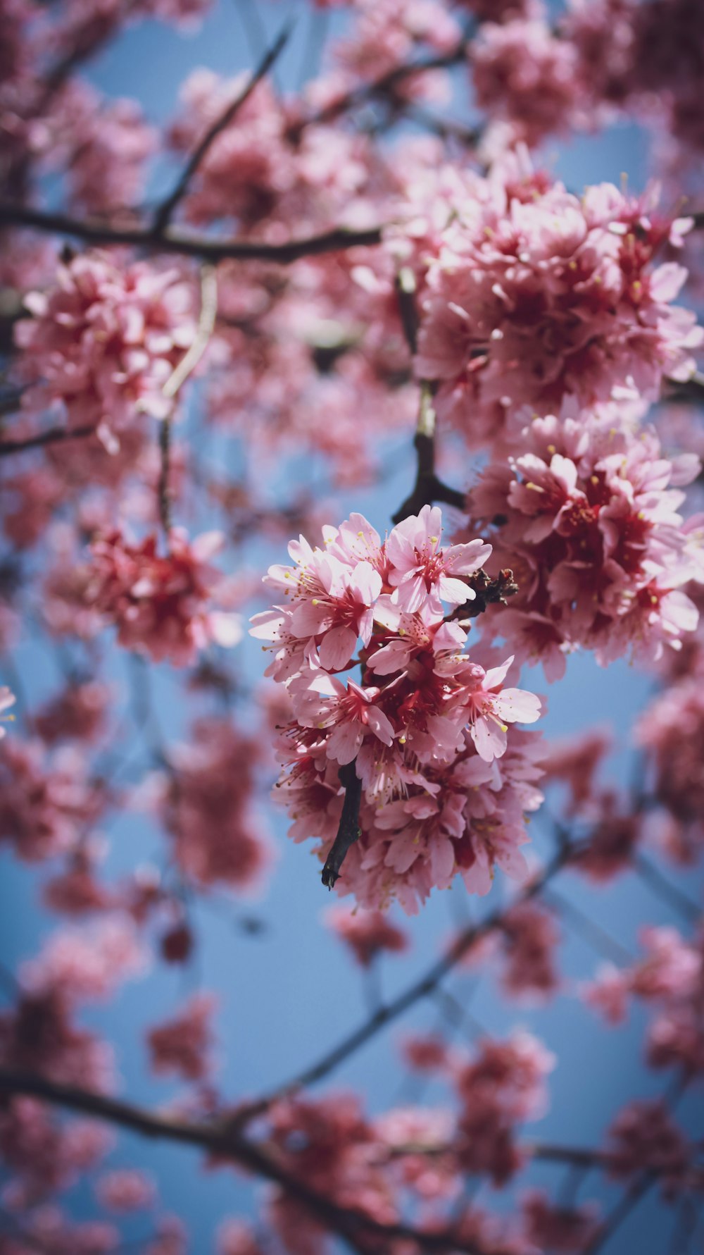 pink cherry blossom in bloom during daytime