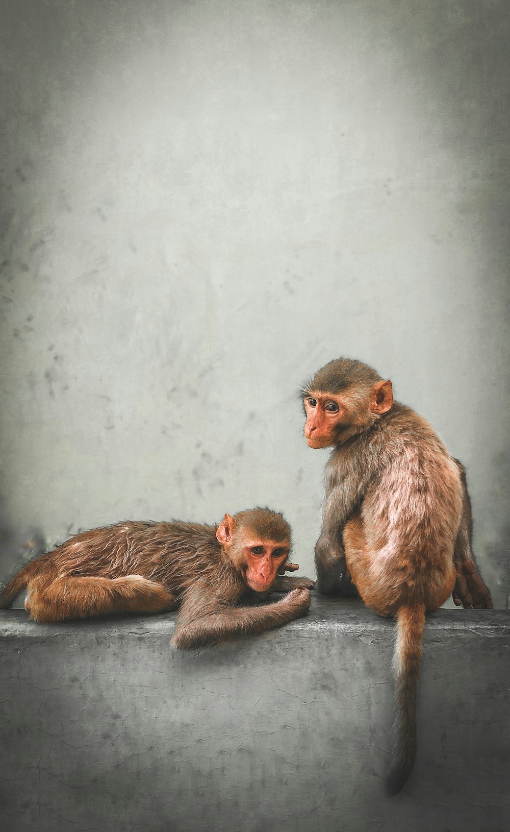 brown monkey sitting on black concrete floor