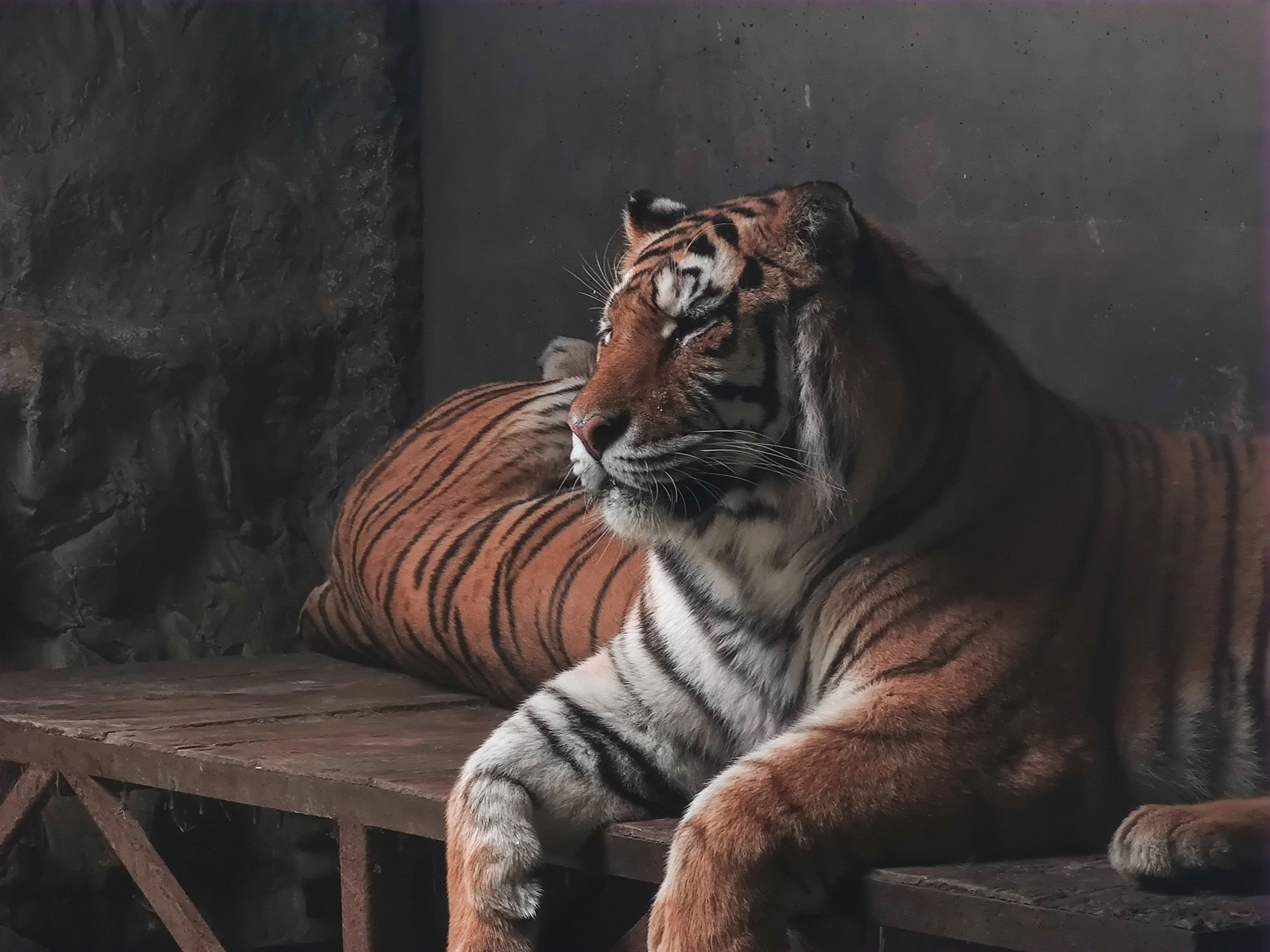 23. Tiger’s Talent for Painting (image credits: unsplash)