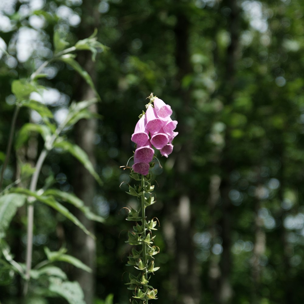 pink flower in tilt shift lens