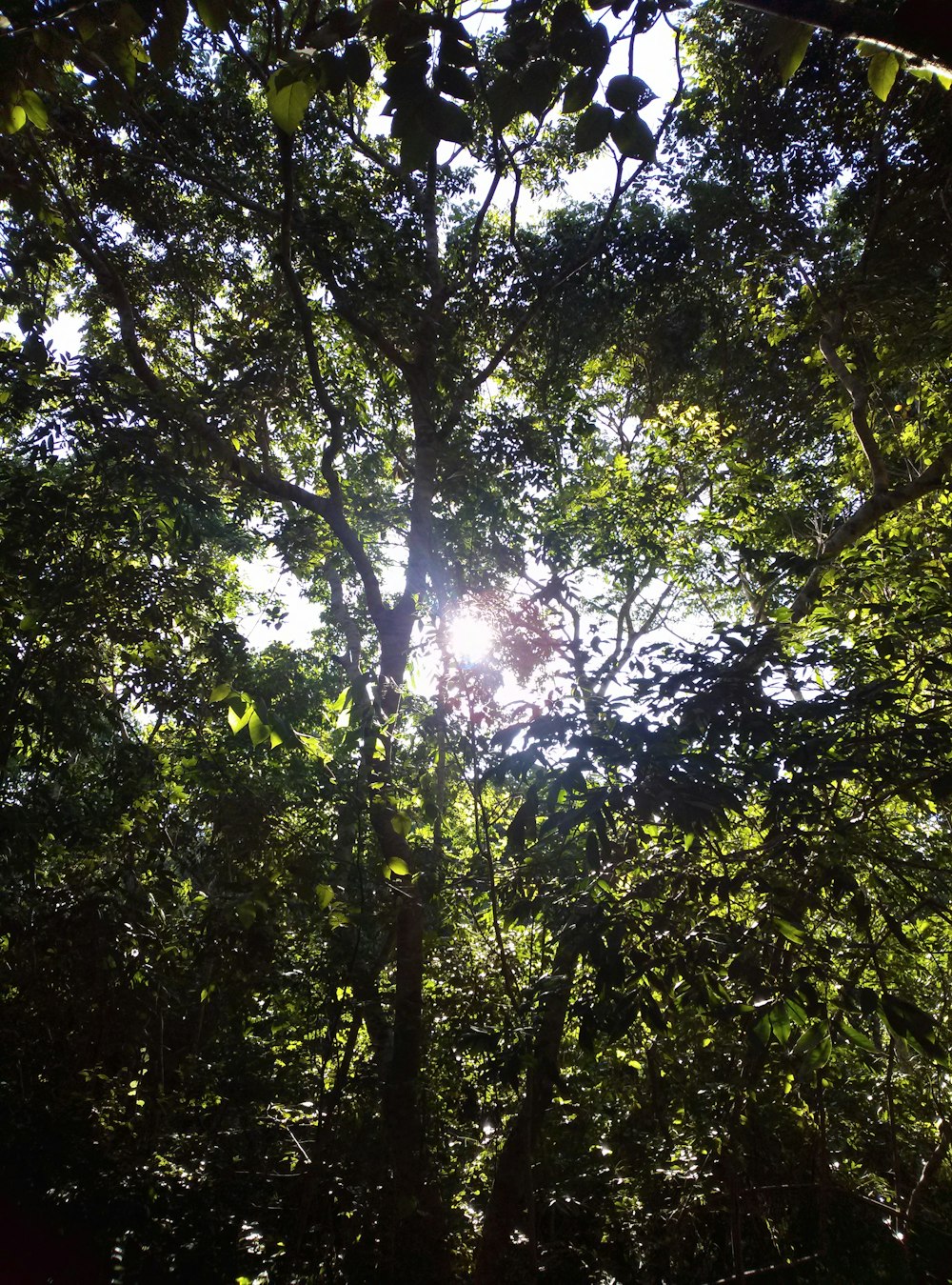 green trees under white sky during daytime