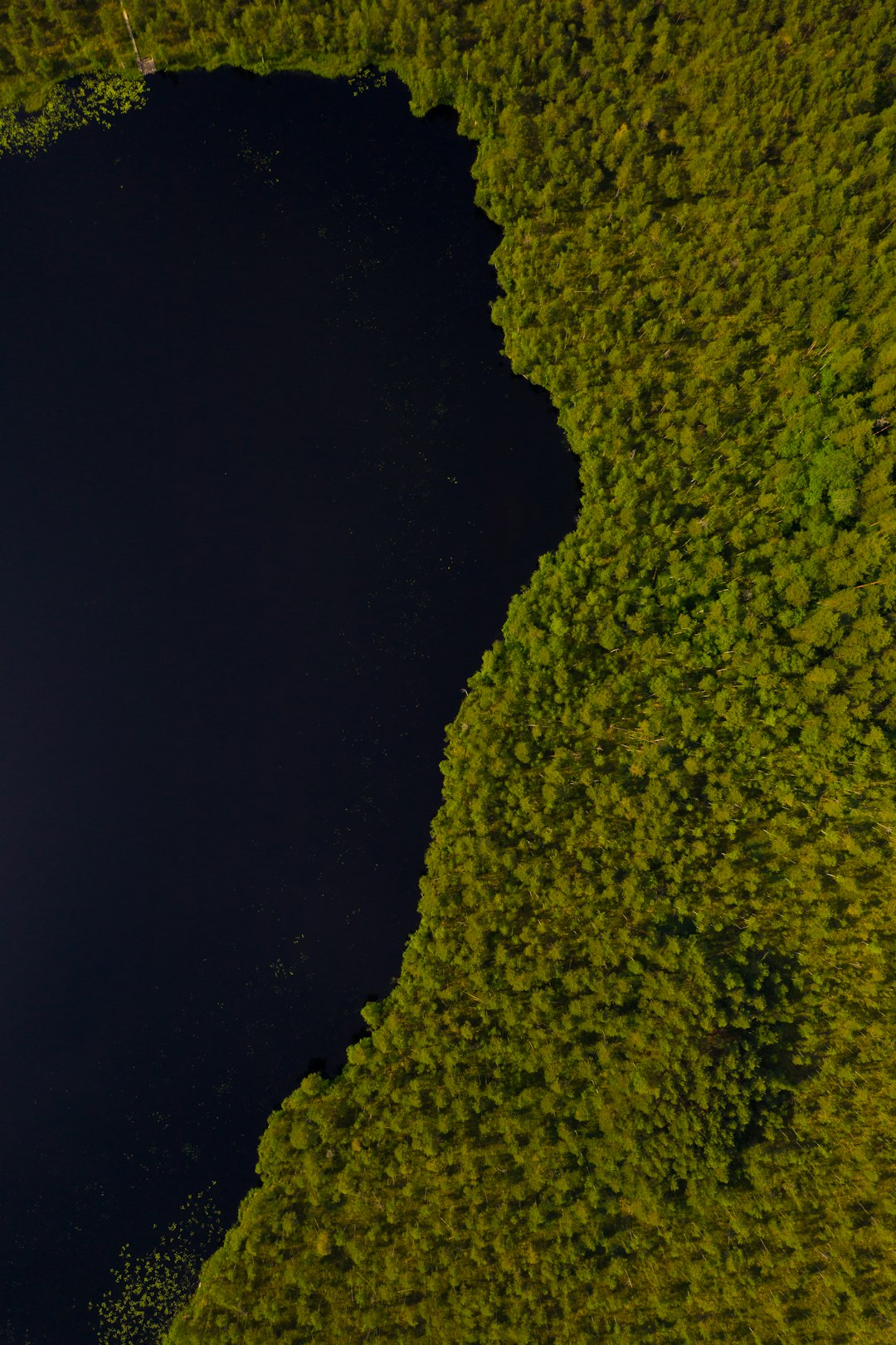 green trees on black background