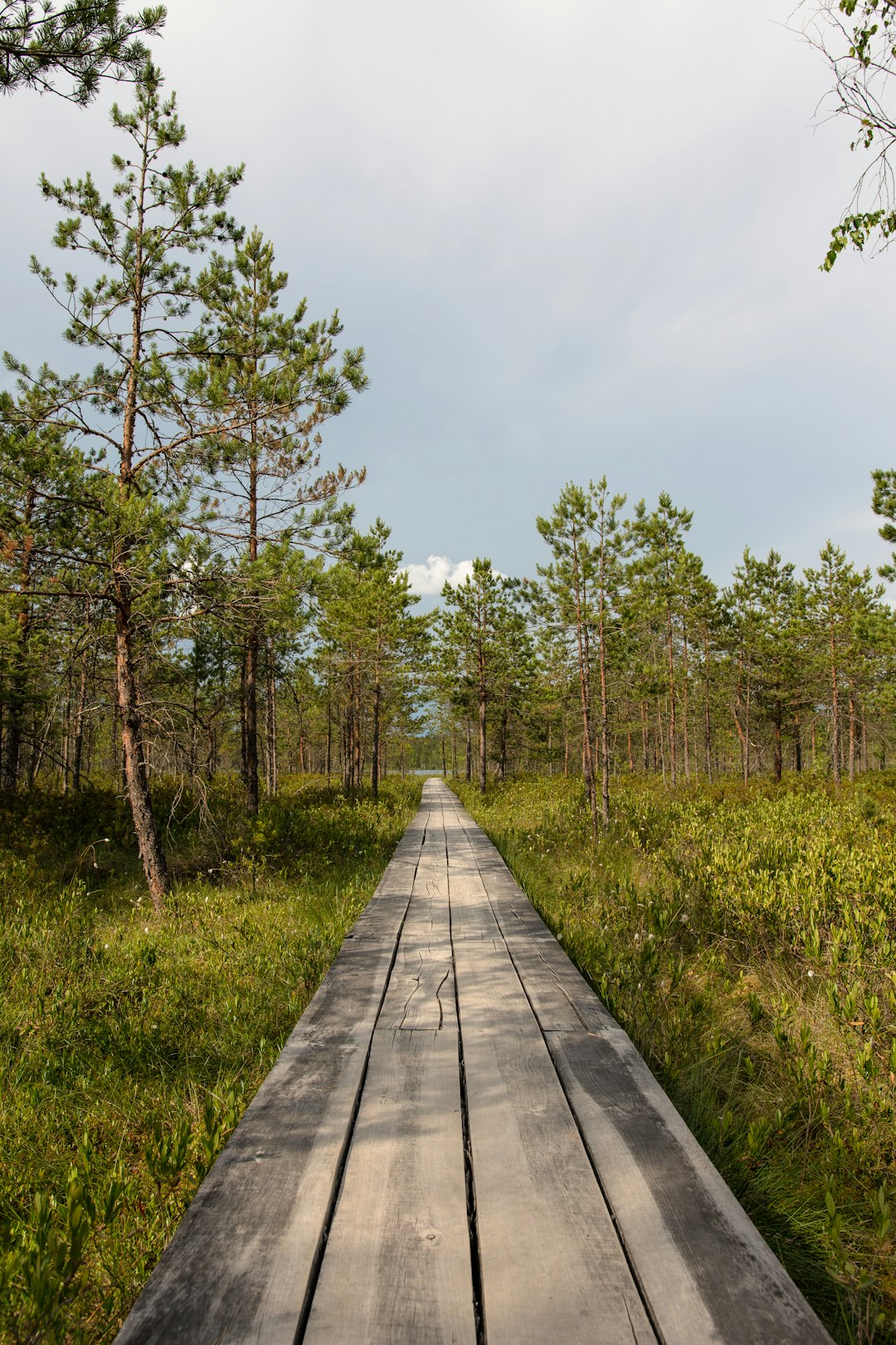 gray wooden pathway between green grass and trees under white clouds and blue sky during daytime