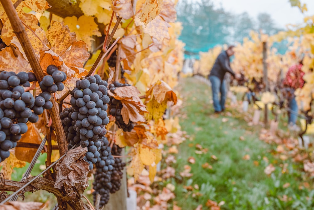 fruits ronds noirs sur un champ d’herbe verte pendant la journée