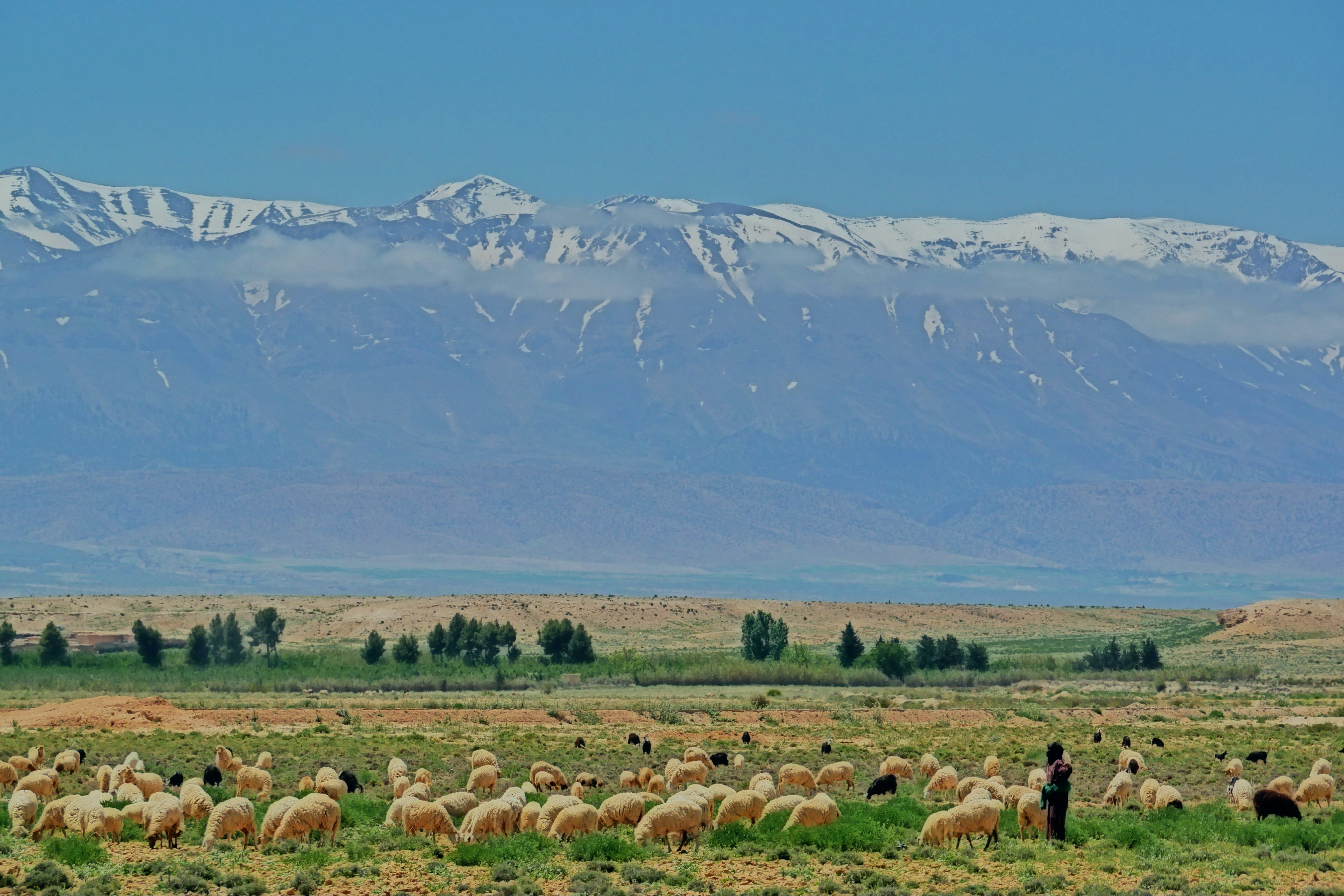herd of sheep on green grass field during daytime, 