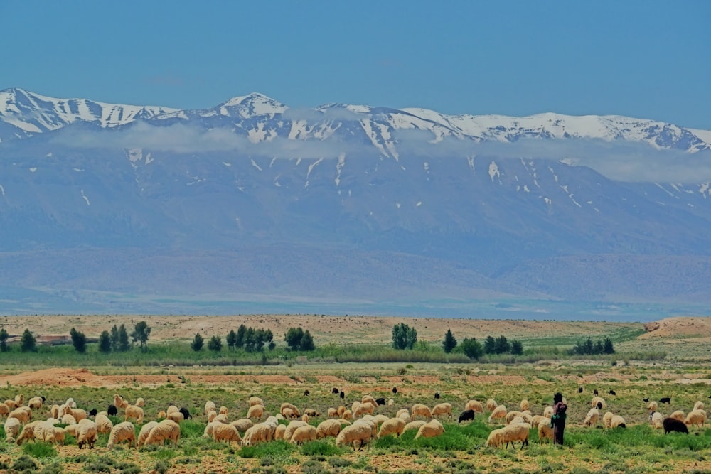 rebaño de ovejas en campo de hierba verde durante el día
