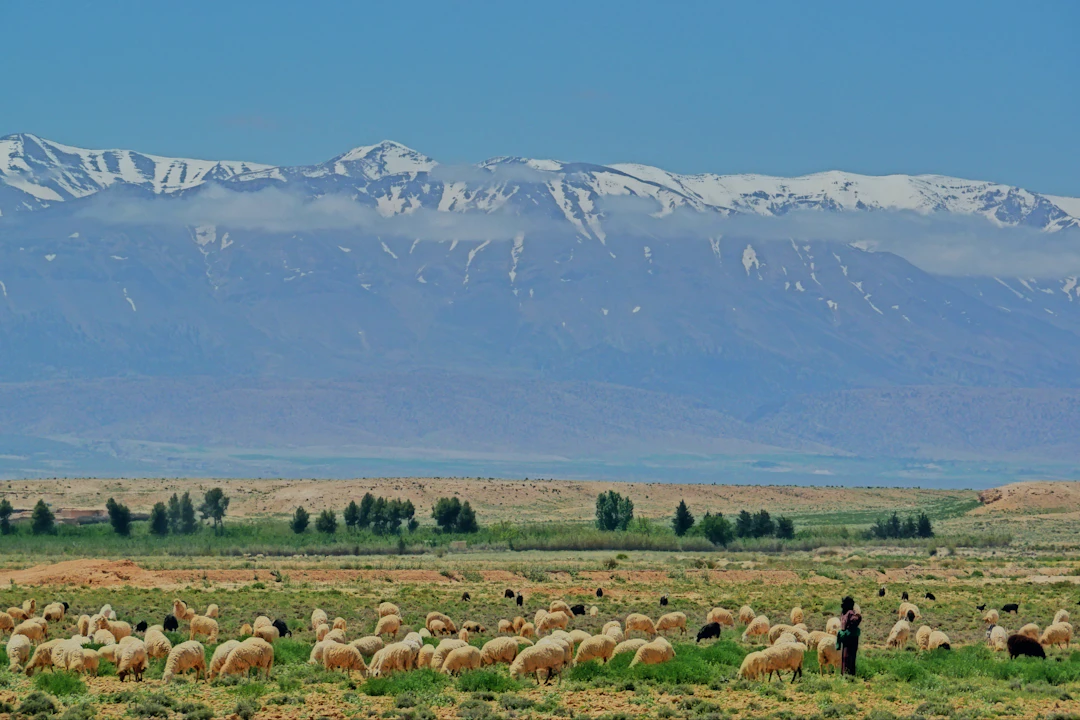 7-Day Northern Africa Scenic Family Route: July Guide