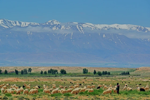Snow-capped High Atlas mountains above green fields