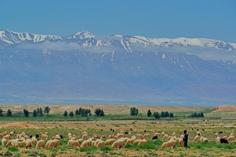 herd of sheep on green grass field during daytime