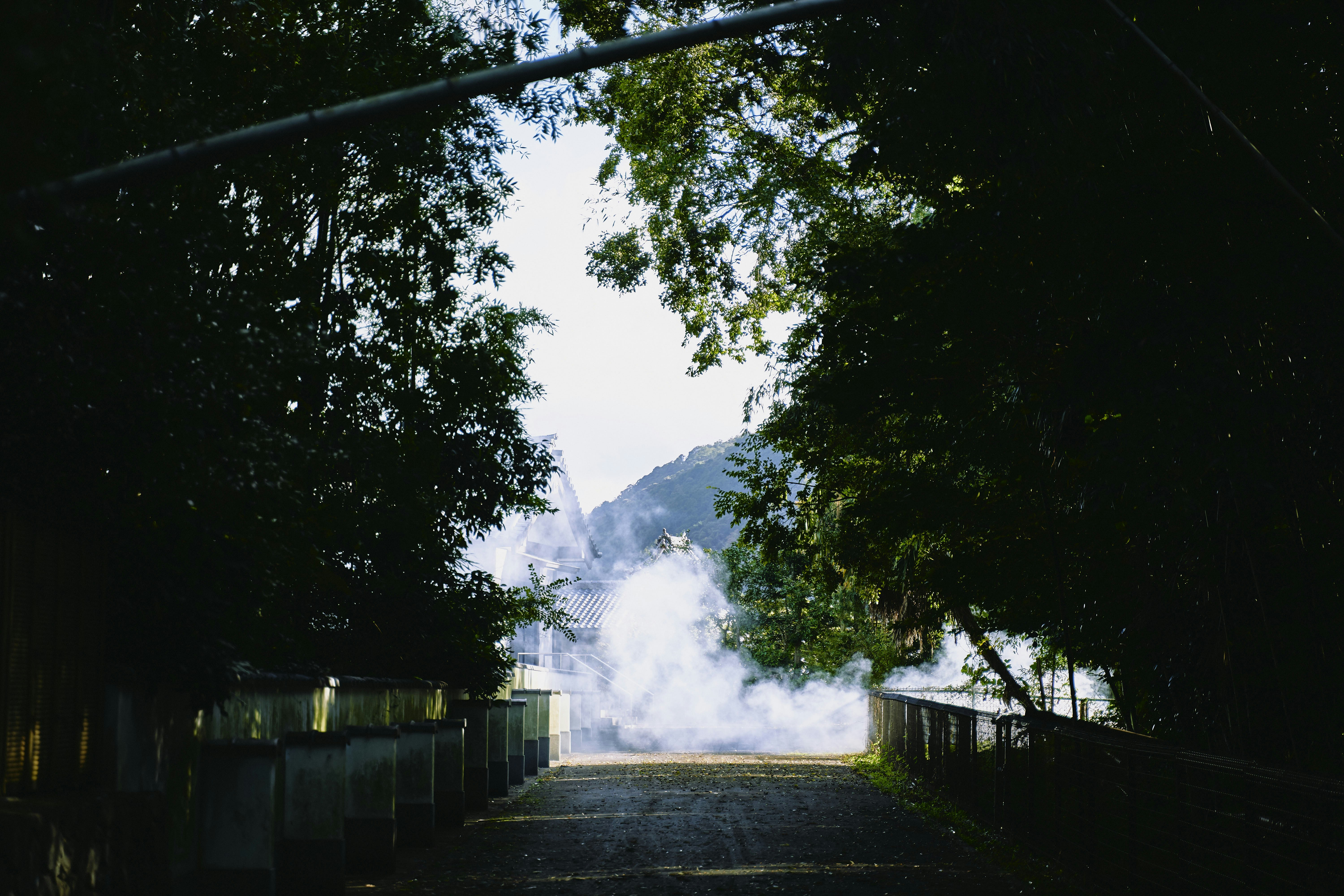 arbres verts près de la route pendant la journée