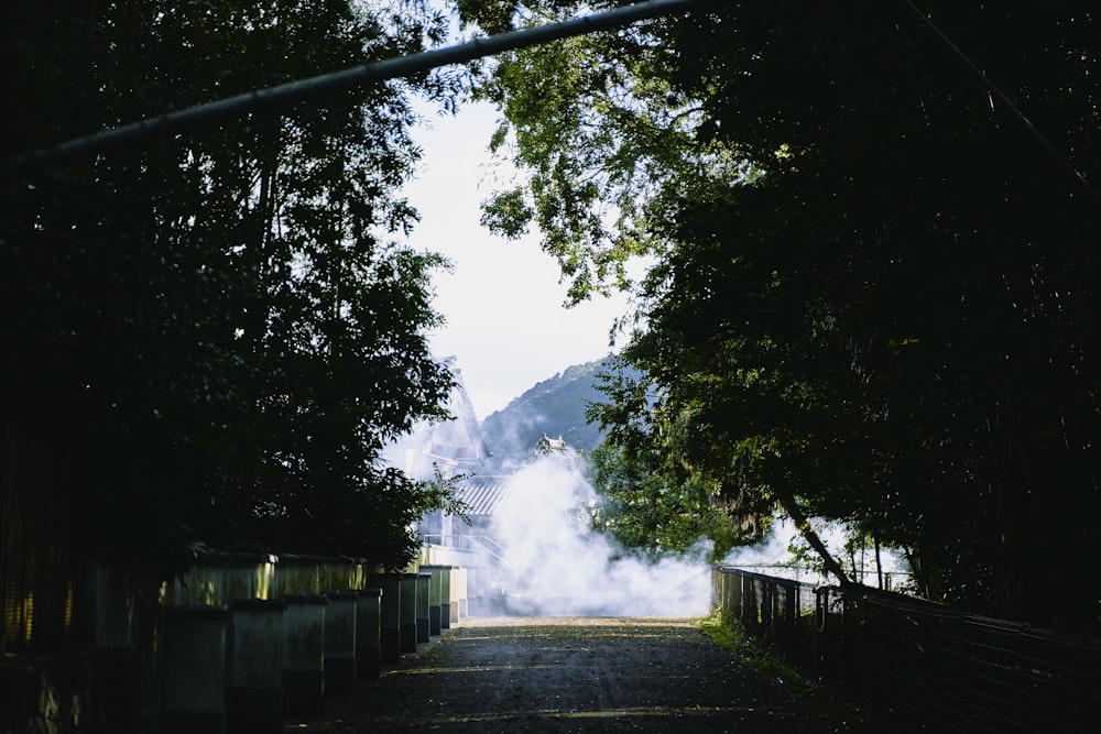 green trees near road during daytime