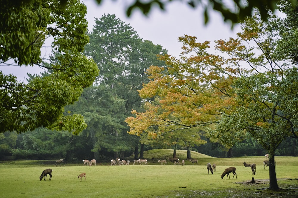 horses on green grass field during daytime