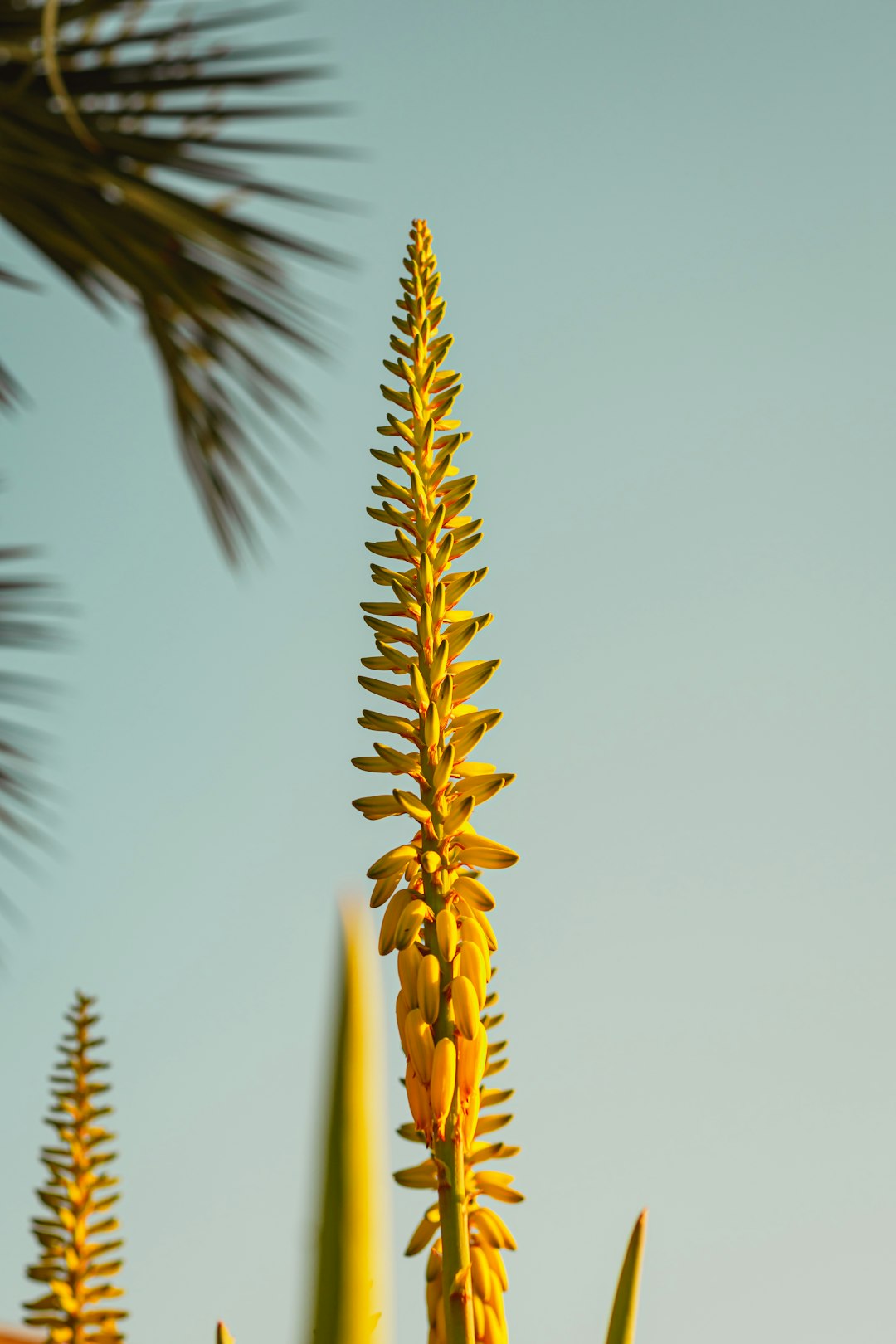 brown wheat plant during daytime